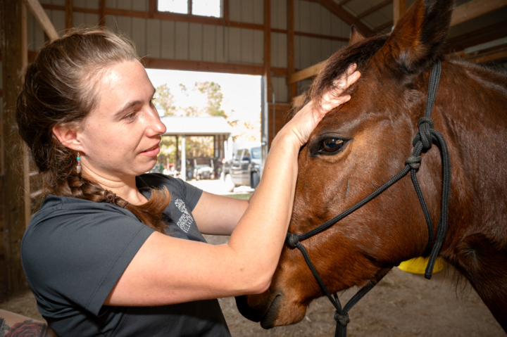 Alex LaPierre Doing A Cranial Evaluation On Echo The Mustang